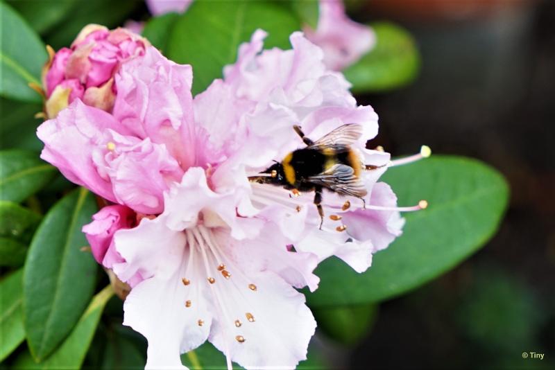 bdPrachtige bloem met hommel.JPG - Allerlei